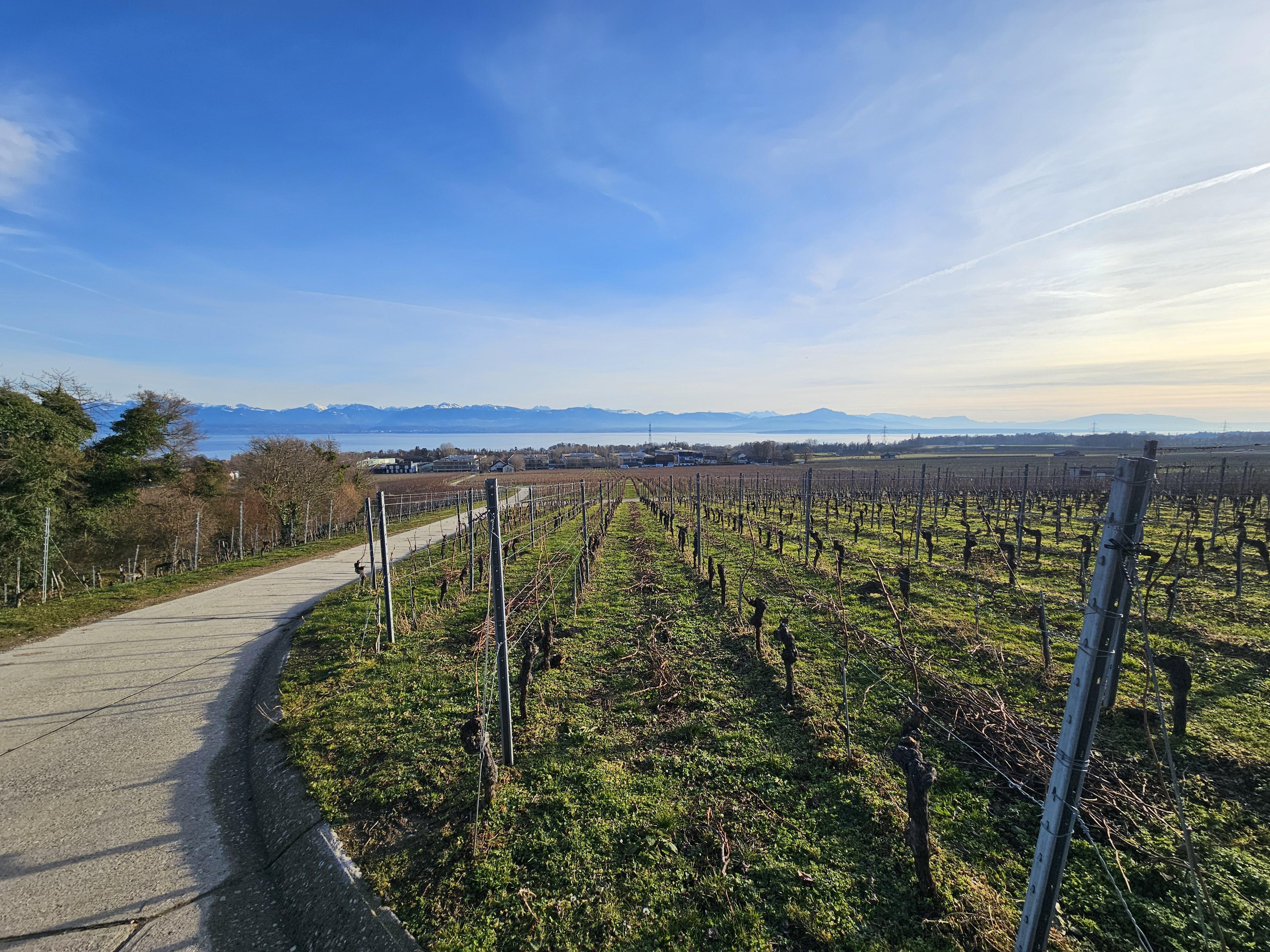 Domaine vitivinicole La Côte - Image# 14